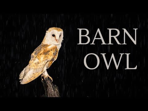 Video thumbnail for Barn Owl
