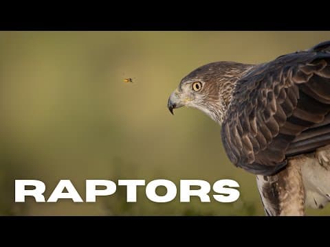 Video thumbnail for Spanish Raptors