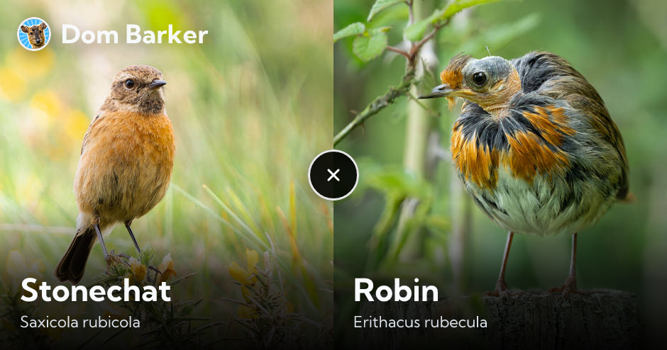 Stonechat vs Robin: differences, size and identification | Dom Barker