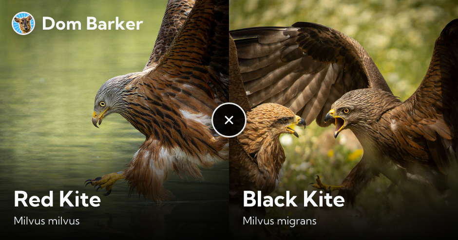 Red Kite vs Black Kite: differences, size and identification | Dom Barker